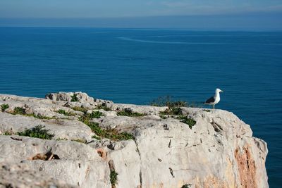 Bird perching on rock by sea against sky