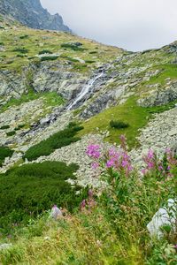 Scenic view of flowering plants on land against sky