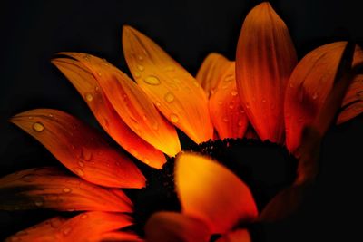 Close-up of wet day lily blooming against black background