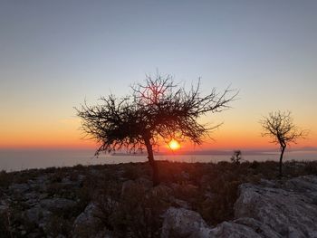 Silhouette tree against sea during sunset