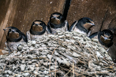 Close-up of birds in nest