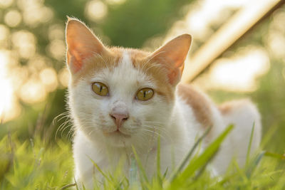 Close-up portrait of cat