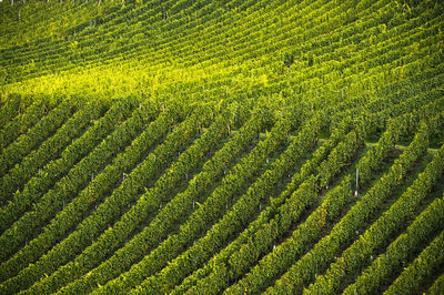 Full frame shot of agricultural field