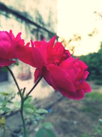 Close-up of pink flowering plant