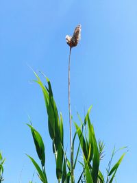 Low angle view of bird perching on plant against clear sky