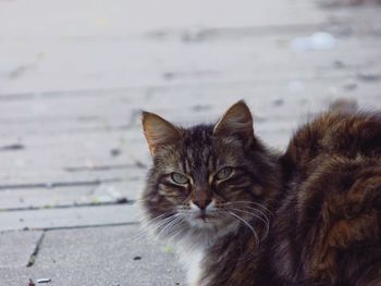 Close-up portrait of cat