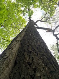 Low angle view of trees