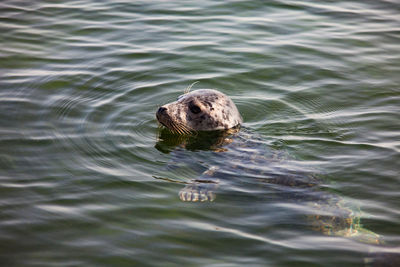 Close-up photo of grey seal in water