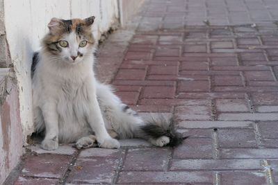 Close-up of cat sitting on sidewalk by wall