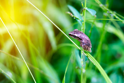 Close-up of grasshopper on grass