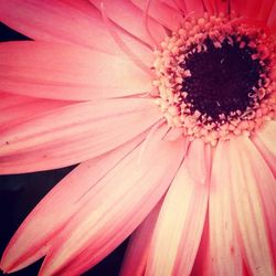 Macro shot of pink flower