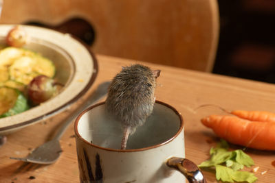 Zurich, switzerland, september 3, 2023 mouse is sitting on a coffee cup in a wildlife park