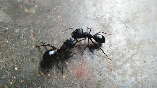 High angle view of ants