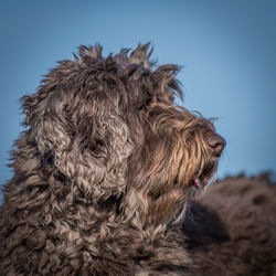 Close-up of a dog