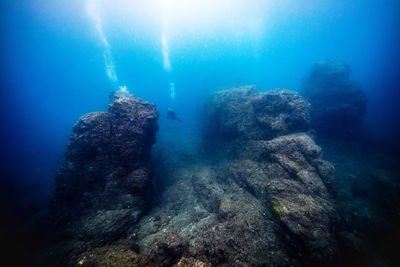 Underwater view of coral swimming in sea