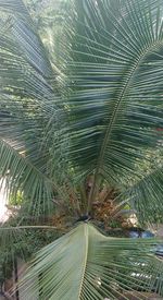 Full frame shot of palm trees