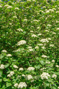 High angle view of trees growing on field