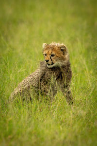 Cheetah cub sits in grass looking back