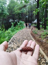 Close-up of person holding pine cone in forest