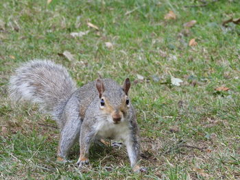 Portrait of squirrel