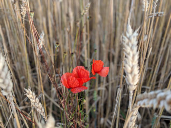Close-up of red flowering plants on field