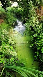 High angle view of wet plants in rainy season