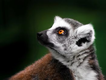 Lemur profile