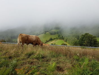Cows grazing on field against sky