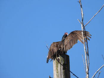 Turkey vulture with wings spread perched on post against blue sky