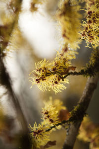 Close-up of plant against blurred background