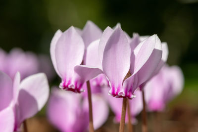 Close-up of pink flowering plant