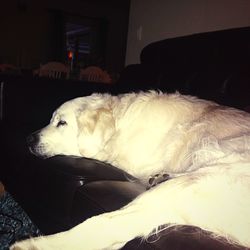 domestic animals
