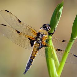 Close-up of insect on plant