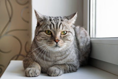 Beautiful fluffy gray tabby cat with green eyes is sitting near to the window.