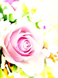 Close-up of pink rose bouquet