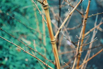 Close-up of dry twig on land