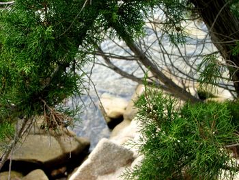 Plants growing on tree