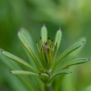 Close-up of insect on plant