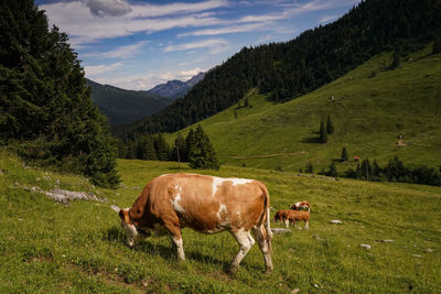Cow standing on field