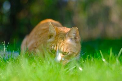 Cat lying on grass