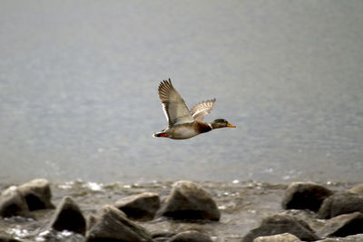 Seagull flying over sea