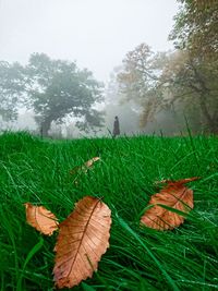 Close-up of fresh green plants in field against sky
