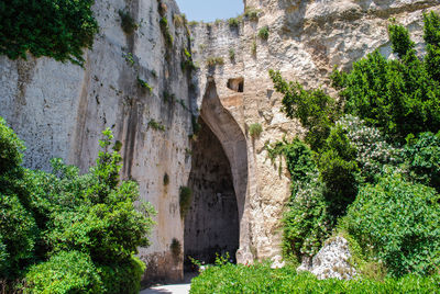 Plants growing in old ruins