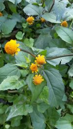 Close-up of yellow flowers blooming outdoors