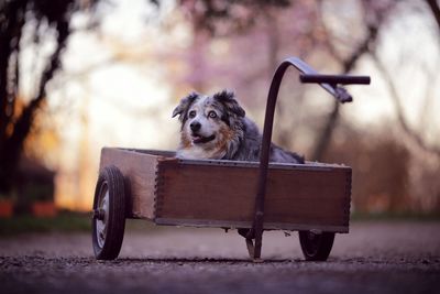 Portrait of a dog on bench