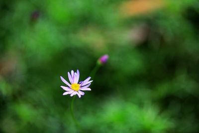 Close-up of purple flowering plant