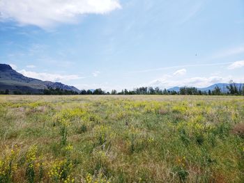 Scenic view of field against sky