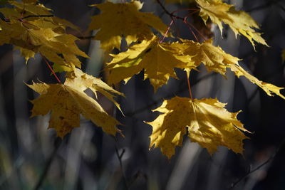 Close-up of maple leaves