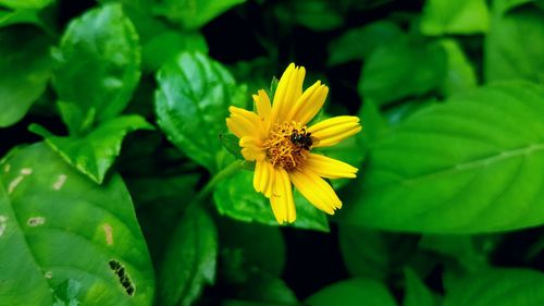 Close-up of insect on yellow flower