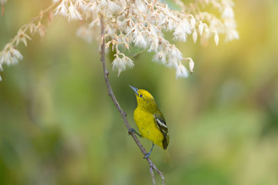 Close-up of bird perching on tree